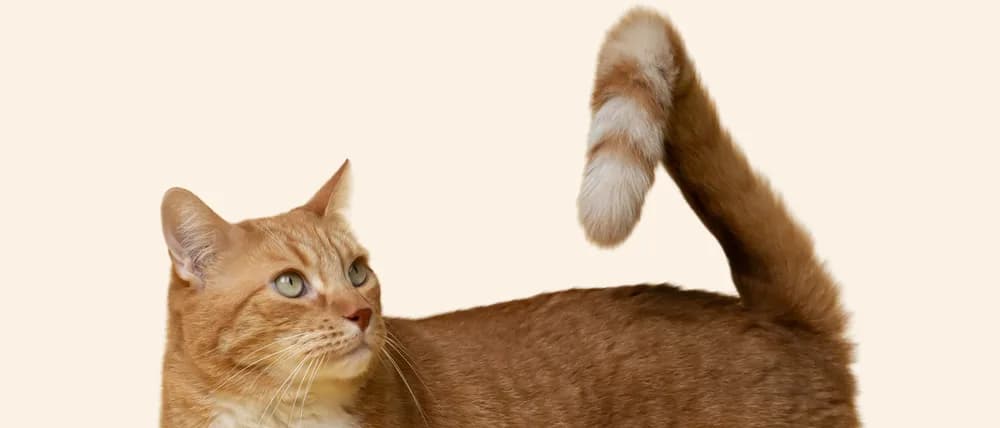 Кіт ROCKY з ласощами
